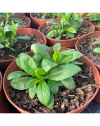 Phlox X Paniculata Adessa White