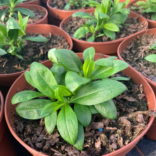 Phlox X Paniculata Adessa White