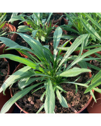 Scabieuse Caucasica Fama White