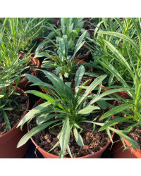 Scabieuse Caucasica Fama White