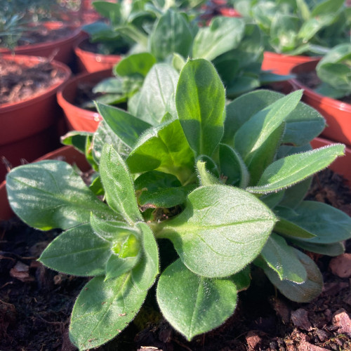 Silene X Robotii Rollies Favorite