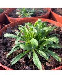 Solidaga Canadensis Little Lemon