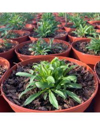 Solidaga Canadensis Little Lemon