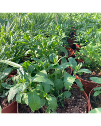 Veronica Spicata Candles Bubblegum