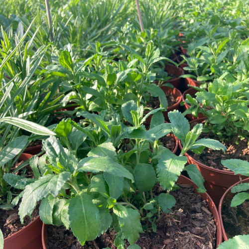 Veronica Spicata Candles Bubblegum