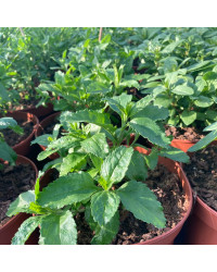 Veronica Spicata Royal Candles