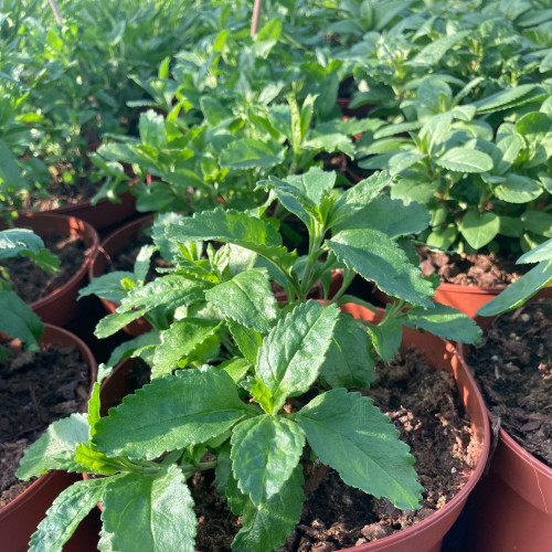 Veronica Spicata Royal Candles