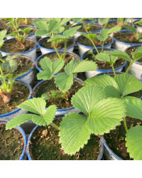 Fragaria Ananassa Delizz