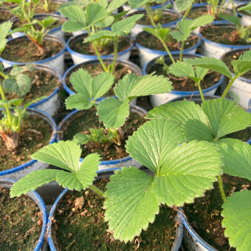 Fragaria Ananassa Delizz