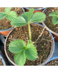 Fragaria Ananassa Delizz