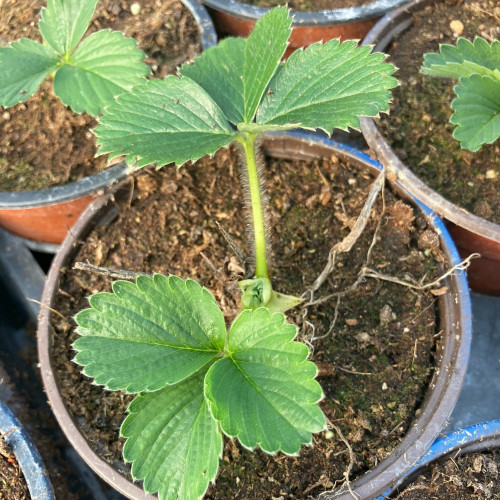 Fragaria Ananassa Delizz