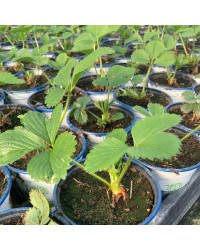 Fragaria Ananassa Delizz