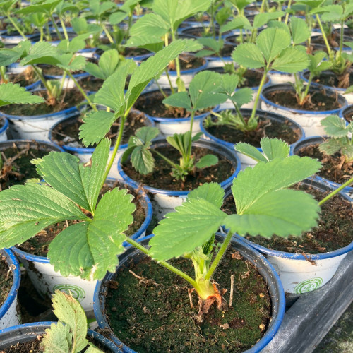 Fragaria Ananassa Delizz