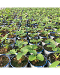 Fragaria Ananassa Delizz