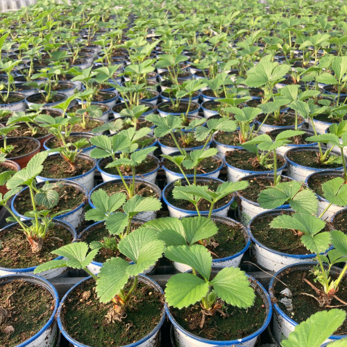 Fragaria Ananassa Delizz