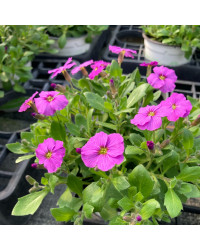 Arabis 'Roselite'