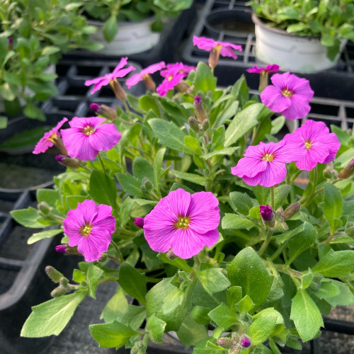 Arabis 'Roselite'