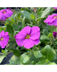 Arabis 'Roselite'