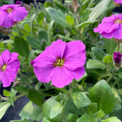 Arabis 'Roselite'