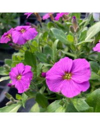 Arabis 'Roselite'