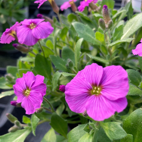 Arabis 'Roselite'