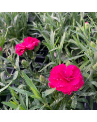 Dianthus Sunflor Vivre