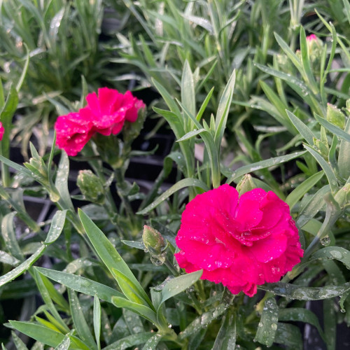 Dianthus Sunflor Vivre