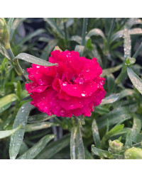 Dianthus Sunflor Vivre