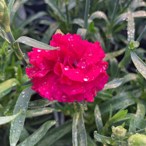 Acheter oeillet Dianthus Oscar Cherry pas cher sur