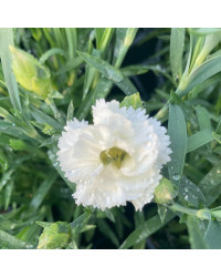 Oeillet Dianthus Supertrouper Witta