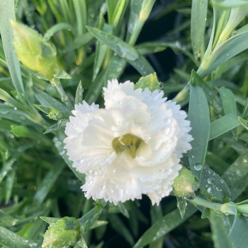 Oeillet Dianthus Supertrouper Witta