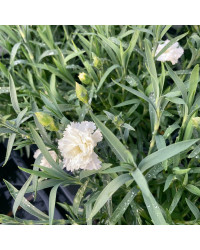 Oeillet Dianthus Supertrouper Witta