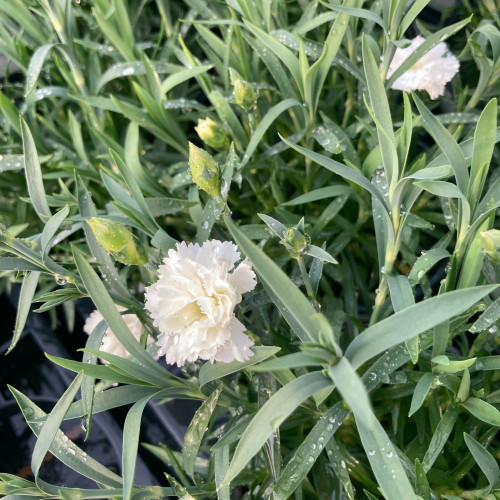 Oeillet Dianthus Supertrouper Witta