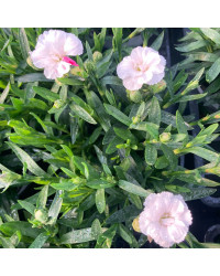 Oeillet Dianthus Supertrouper Witta