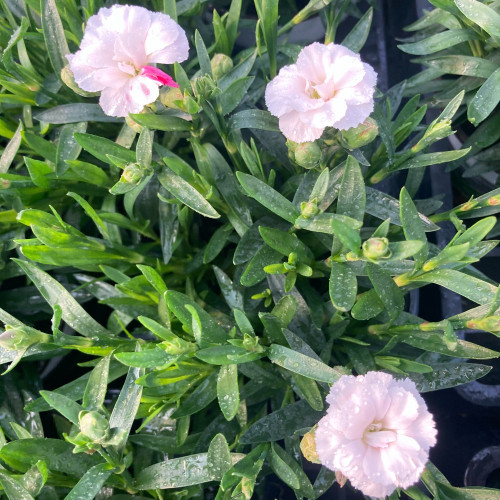 Oeillet Dianthus Supertrouper Witta