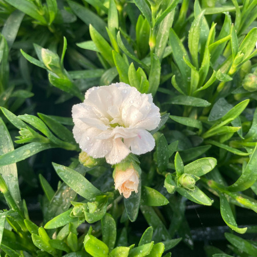 Oeillet Dianthus Supertrouper Witta