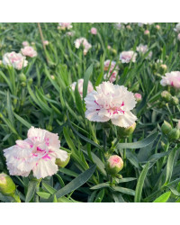 oeillet Dianthus Supertrouper Sissy