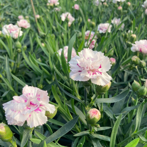 oeillet Dianthus Supertrouper Sissy