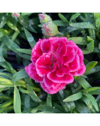 oeillet Dianthus Oscar Purple Wings