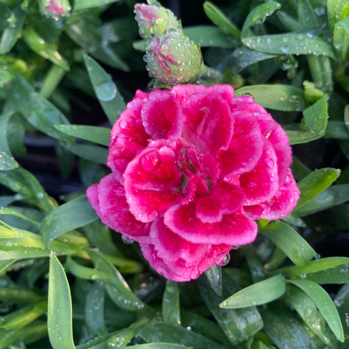 oeillet Dianthus Oscar Purple Wings