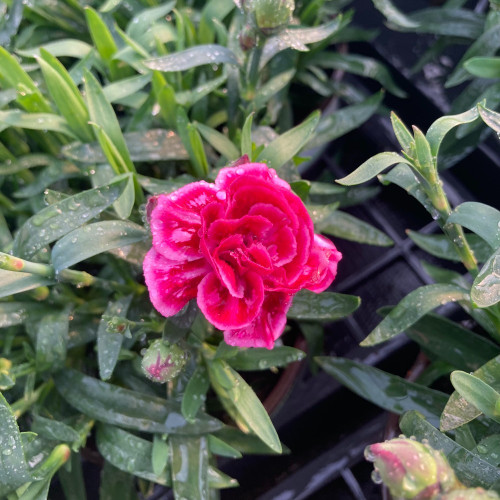 oeillet Dianthus Oscar Purple Wings