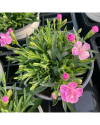 oeillet Dianthus Supertrouper Frodo