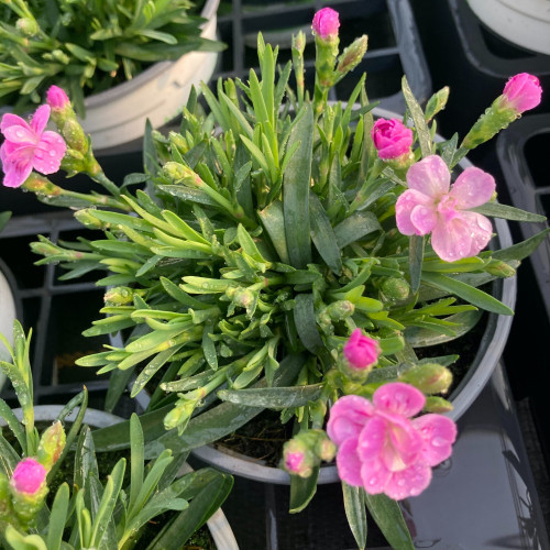 oeillet Dianthus Supertrouper Frodo