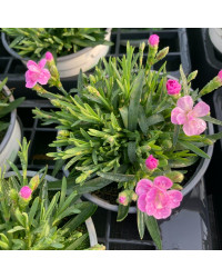oeillet Dianthus Supertrouper Frodo