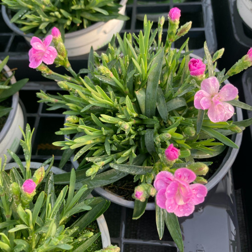 oeillet Dianthus Supertrouper Frodo