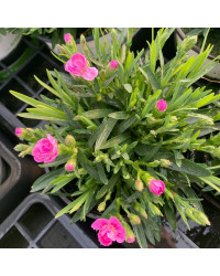 oeillet Dianthus Supertrouper Frodo