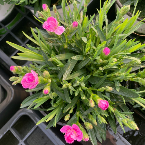 oeillet Dianthus Supertrouper Frodo