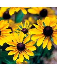 rudbeckia fulgida goldsturm