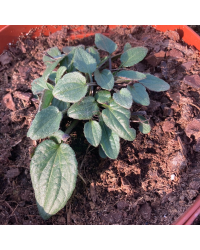 rudbeckia fulgida goldsturm