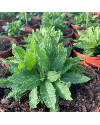 Salvia x superba ostfriesland
